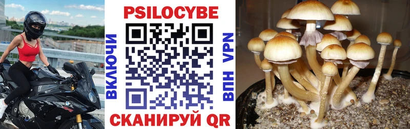 omg зеркало  Гаврилов Посад  Псилоцибиновые грибы Psilocybine cubensis 